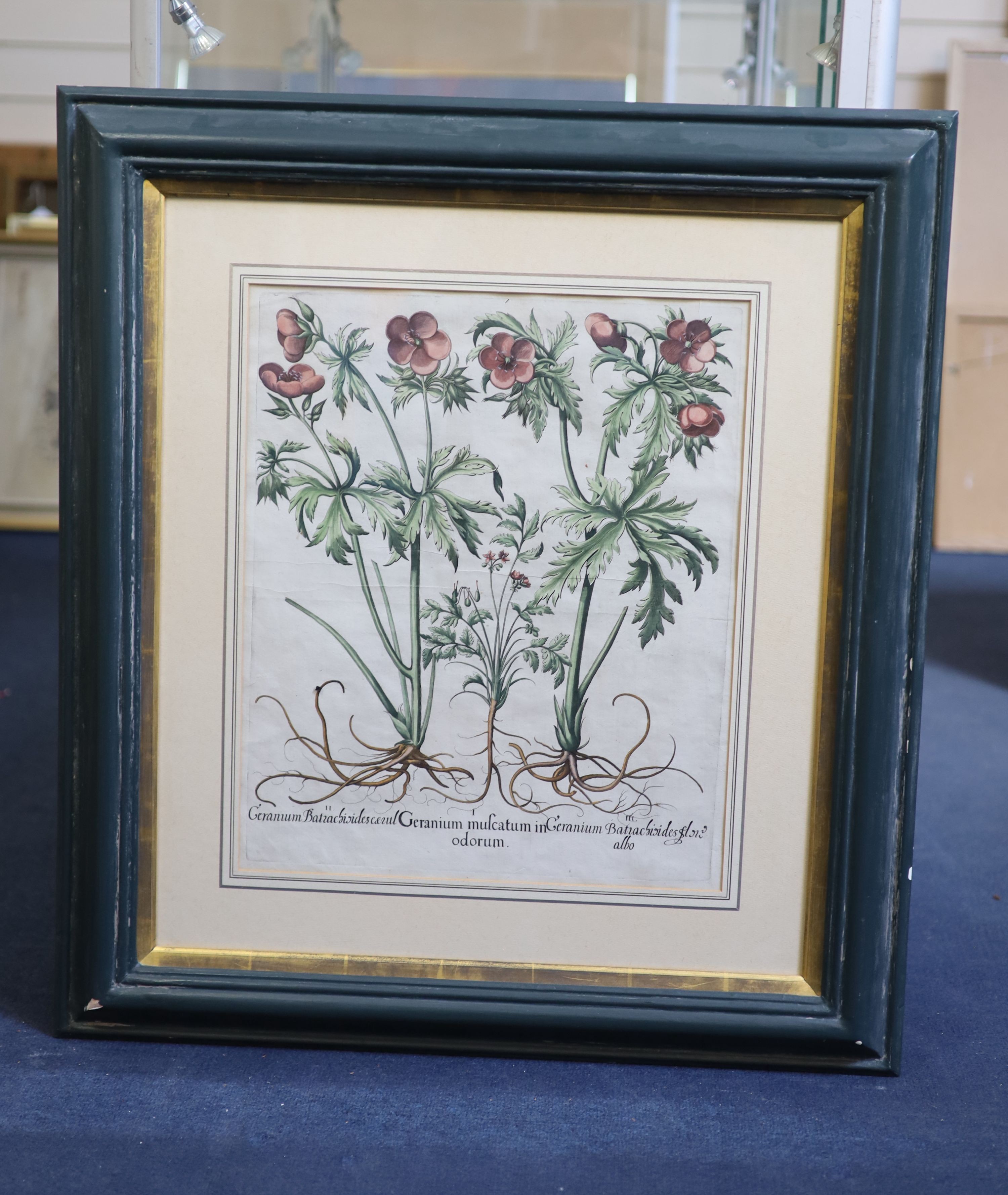 Basilius Baseler (1561-1629), Geranium Sangui narium, Geranium Muscatum in odorum, Geranium Sanguinarium maius and Geranium Muscatum odoratum from Hortus Eysettensis, four coloured engravings laid on paper, 49 x 41cm.